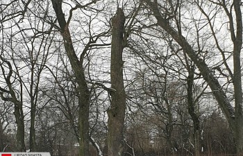 drzewa01