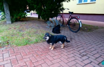 Jeden z psów przebywających przy bloku nr 8
