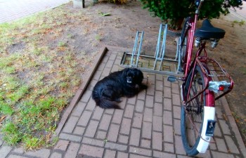 Jeden z psów przebywających przy bloku nr 8