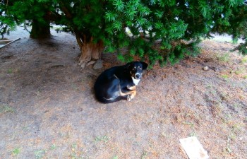 Jeden z psów przebywających przy bloku nr 8